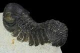 Bargain, Austerops Trilobite - Visible Eye Facets #119991-3